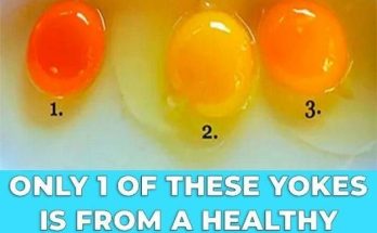 Tips for Choosing Quality Eggs