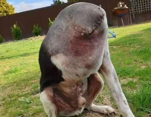 People Are Going Crazy Over This Photo Of A ‘Headless’ Dog