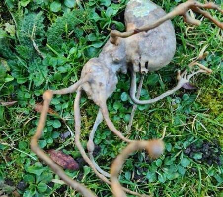 Neighbor finds ‘alien’ object in their backyard that has the internet stumped