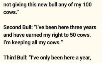 Three Bulls Found Out That The Rancher Was Bringing Another Bull