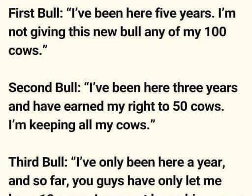 Three Bulls Found Out That The Rancher Was Bringing Another Bull