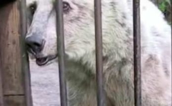 For 30 years the bear was held in a cage – now look at her eyes when the grid opens