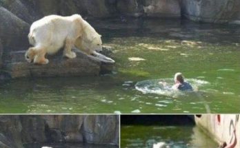 A 32-year-old woman was attacked by a polar bear after she jumped into their enclosure at the Berlin Zoo.