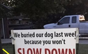 After dog gets hit by car, brutal sign has whole neighborhood talking