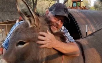 Pet donkey was thought to be dead — 5 years later he’s discovered alive with unexpected new family