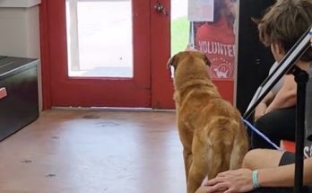 Dog left heartbroken after being surrendered to shelter after 2 years: “He doesn’t understand where his person went”