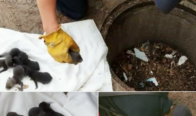 Firemen save 8 Labrador pups from drain: Then they realise they’re not dogs at all